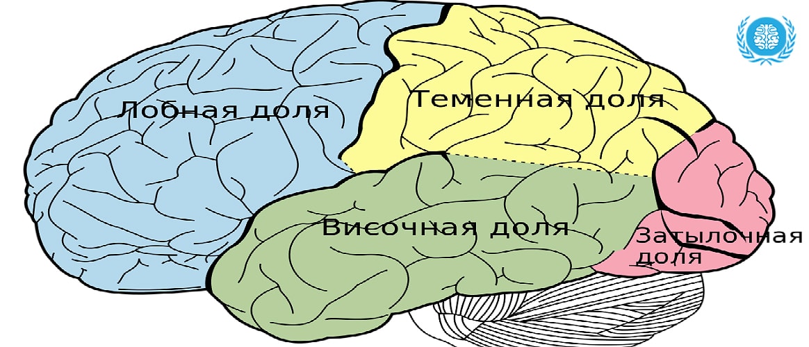 функции головного мозга