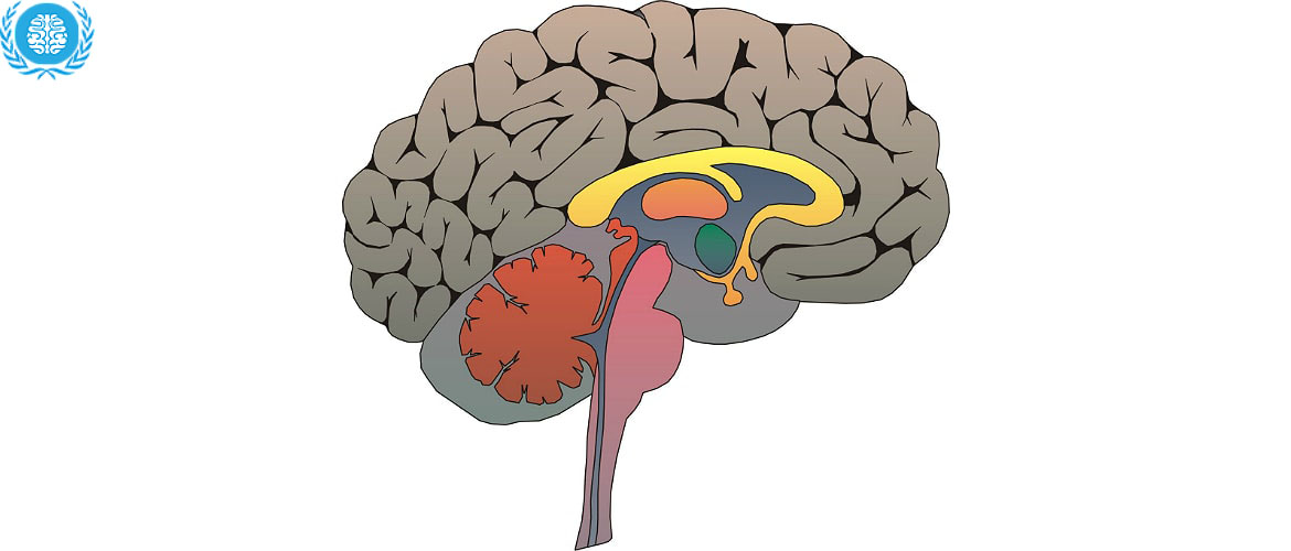 5 см мозга. Рептильный мозг лимбический мозг и неокортекс. Модель Триединого мозга пола Маклина. Строение мозга рептильный. Триединый мозг пол Маклин.