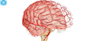 Сосуды головного мозга