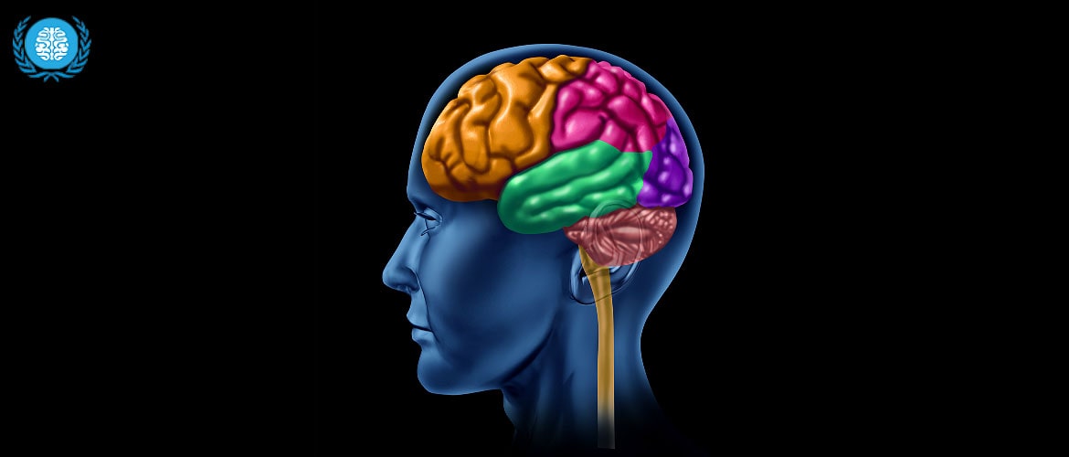 Биология мозга учебники. Строение головного мозга. Биологический мозг. Мозг в голове. Головной мозг фон для презентации.